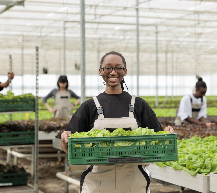 happy-cheerful-african-american-farm-worker-holding-crate-full-local-eco-friendly-ripe-leafy-greens-from-sustainable-crop-harvest-entrepreneurial-bio-permaculture-greenhouse-farm (1)